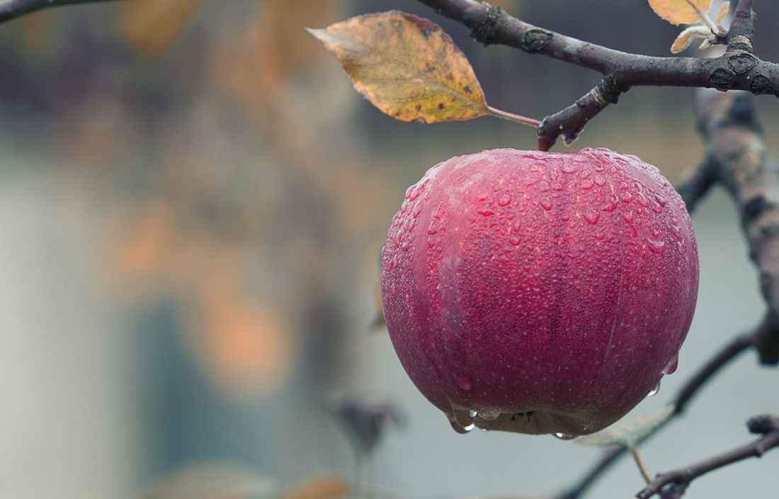 close up of fruits hanging on tree